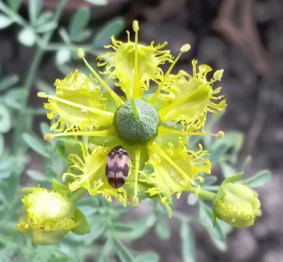 Dermestidae:   Attagenus cfr. rossii